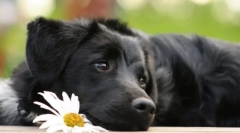 Колку долго трае кучињата во кучињата: корисни совети за нега на животните